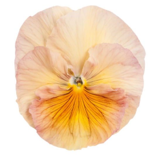 Viola x wittrockiana Inspire® Peach Shades F1 | Pansy therapyofflowers.com
