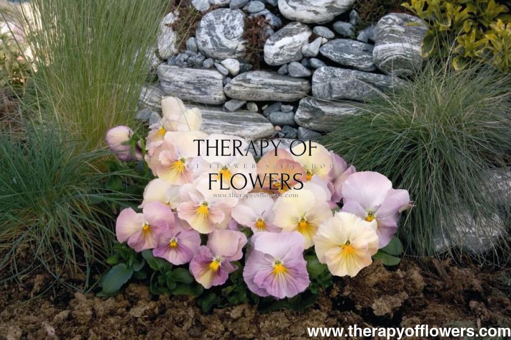 Viola x wittrockiana Inspire® Peach Shades F1 | Pansy therapyofflowers.com
