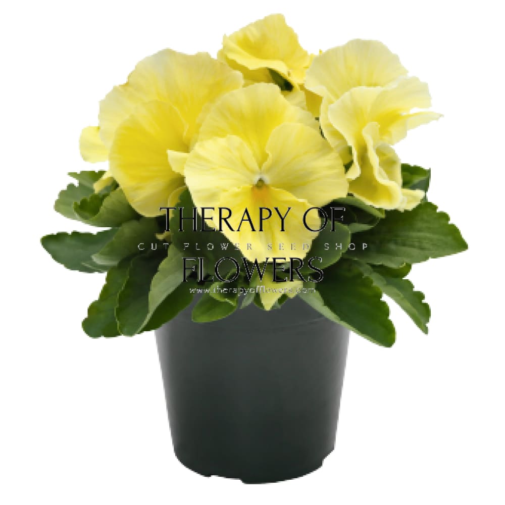 Viola x wittrockiana Inspire® Plus Lemon | Spring or Autumn Pansy therapyofflowers.com