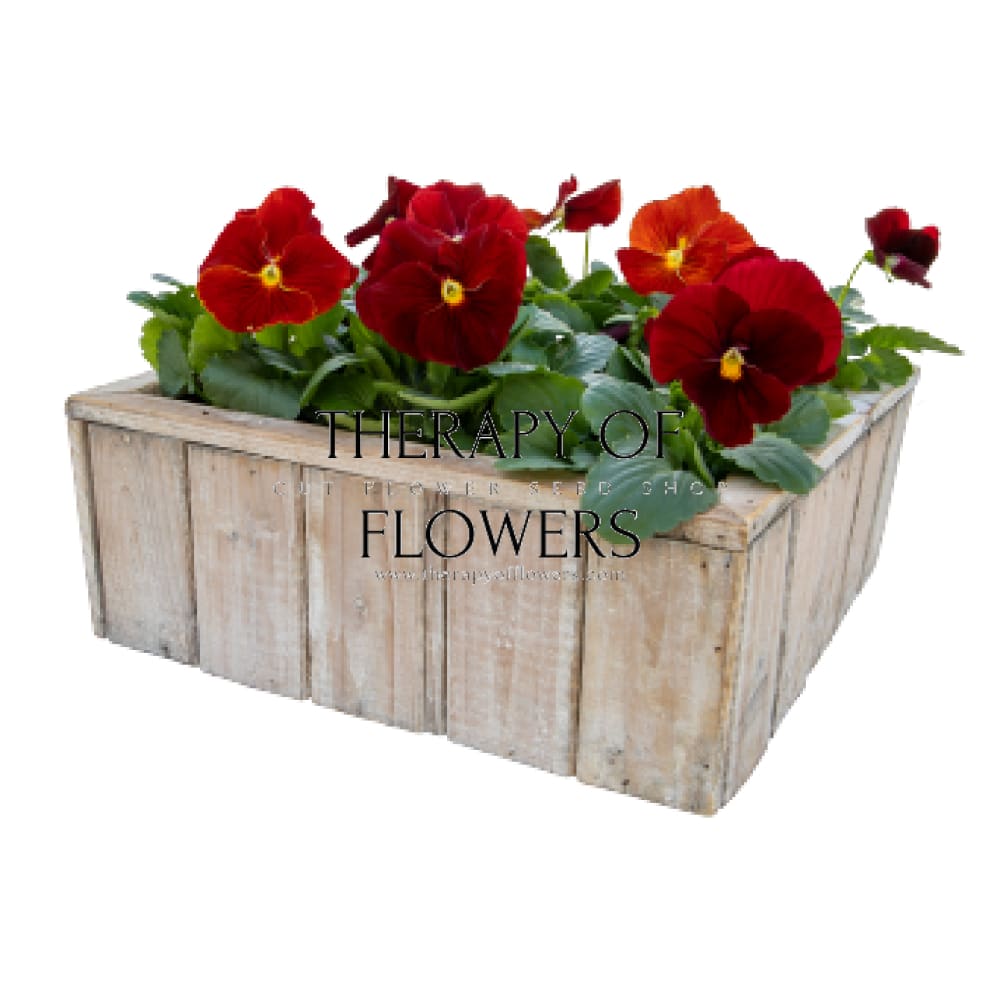 Viola x wittrockiana Inspire® Plus Scarlet | Spring or Autumn Pansy therapyofflowers.com