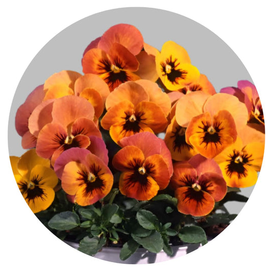 Viola x wittrockiana Pandora Flembè F1 | Pansy therapyofflowers.com