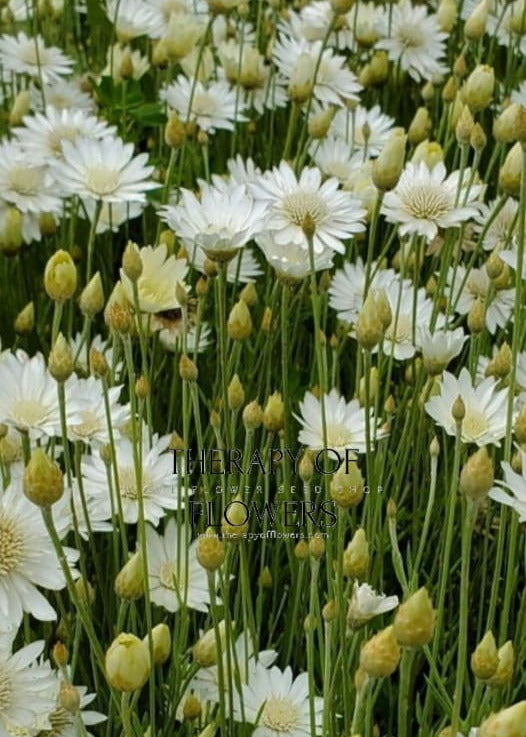 Xeranthemum annuum double Choice Mix | Everlasting Strawflower therapyofflowers.com