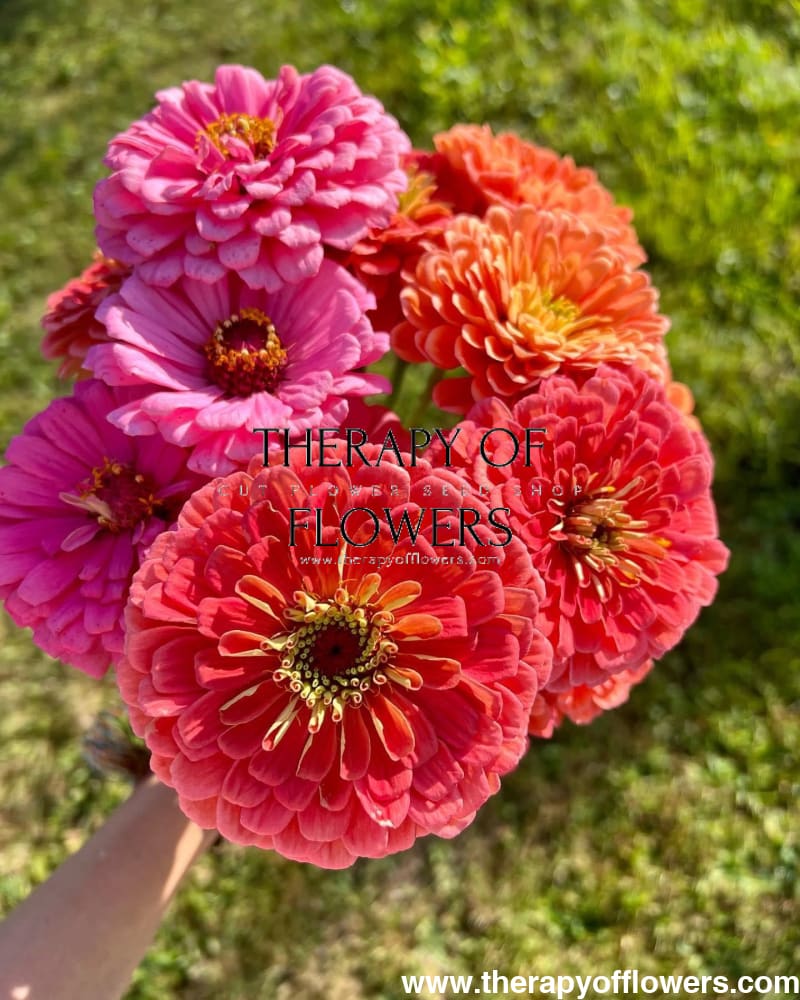 Zinnia elegans Benary's Giant Bright Pink therapyofflowers.com