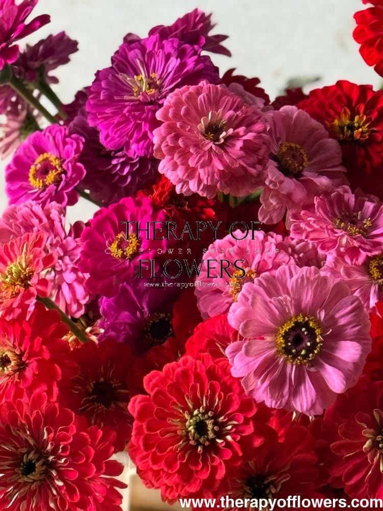 Zinnia elegans Benary’s Giant Bright Pink 20 seeds seeds