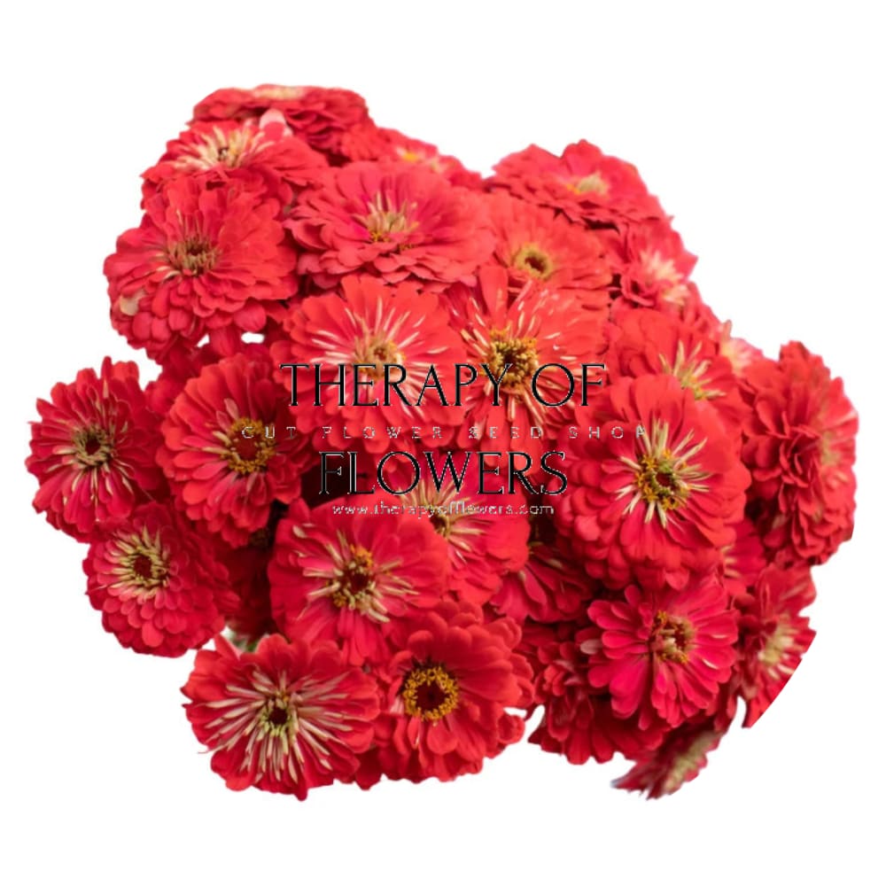 Zinnia elegans Benary's Giant