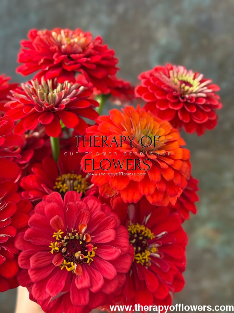 Zinnia elegans Benary's Giant Deep Red therapyofflowers.com