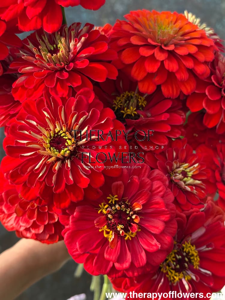 Zinnia elegans Benary's Giant Deep Red therapyofflowers.com