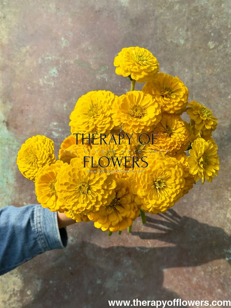Zinnia elegans Benary’s Giant Golden Yellow - 20 seeds / Golden-yellow - seeds