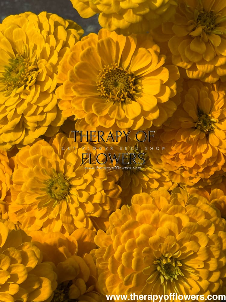 Zinnia elegans Benary’s Giant Golden Yellow - 20 seeds / Golden-yellow - seeds