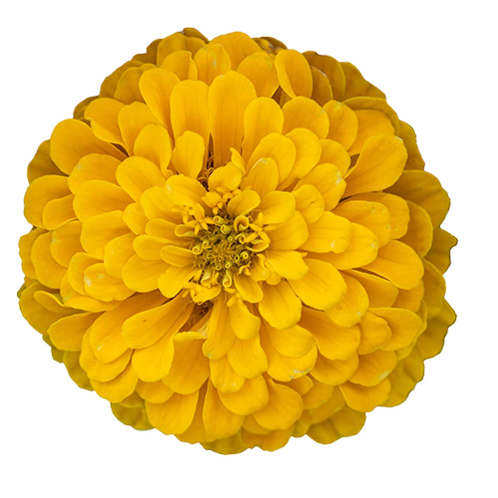 Zinnia elegans Benary's Giant Golden Yellow therapyofflowers.com