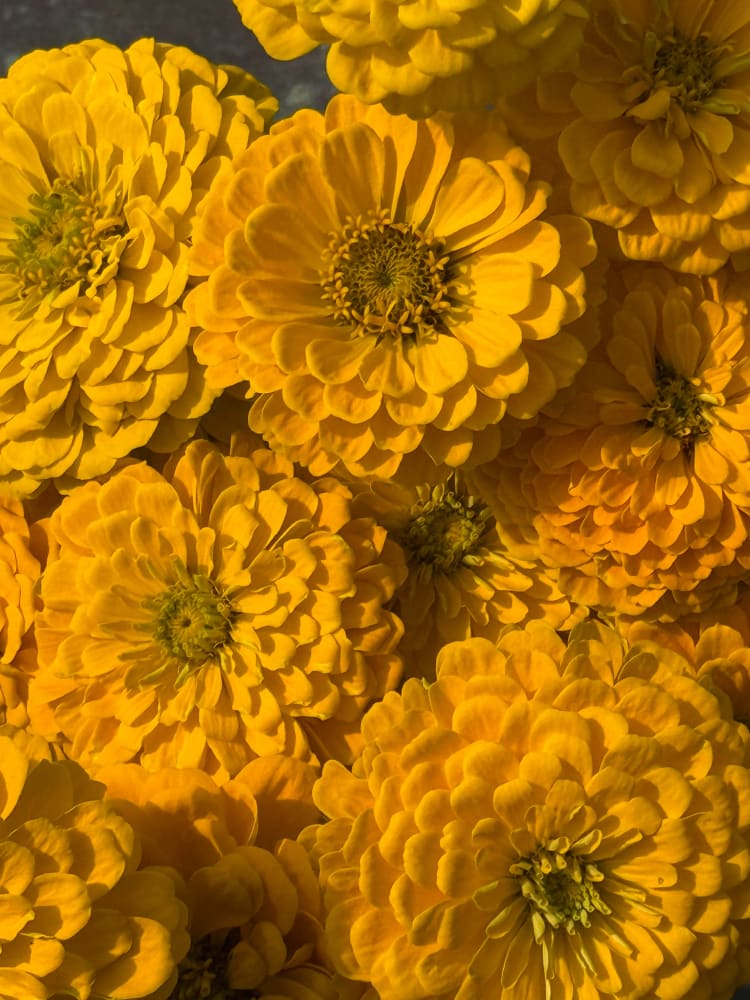 Zinnia elegans Benary’s Giant Golden Yellow - 20 seeds / Golden-yellow - seeds