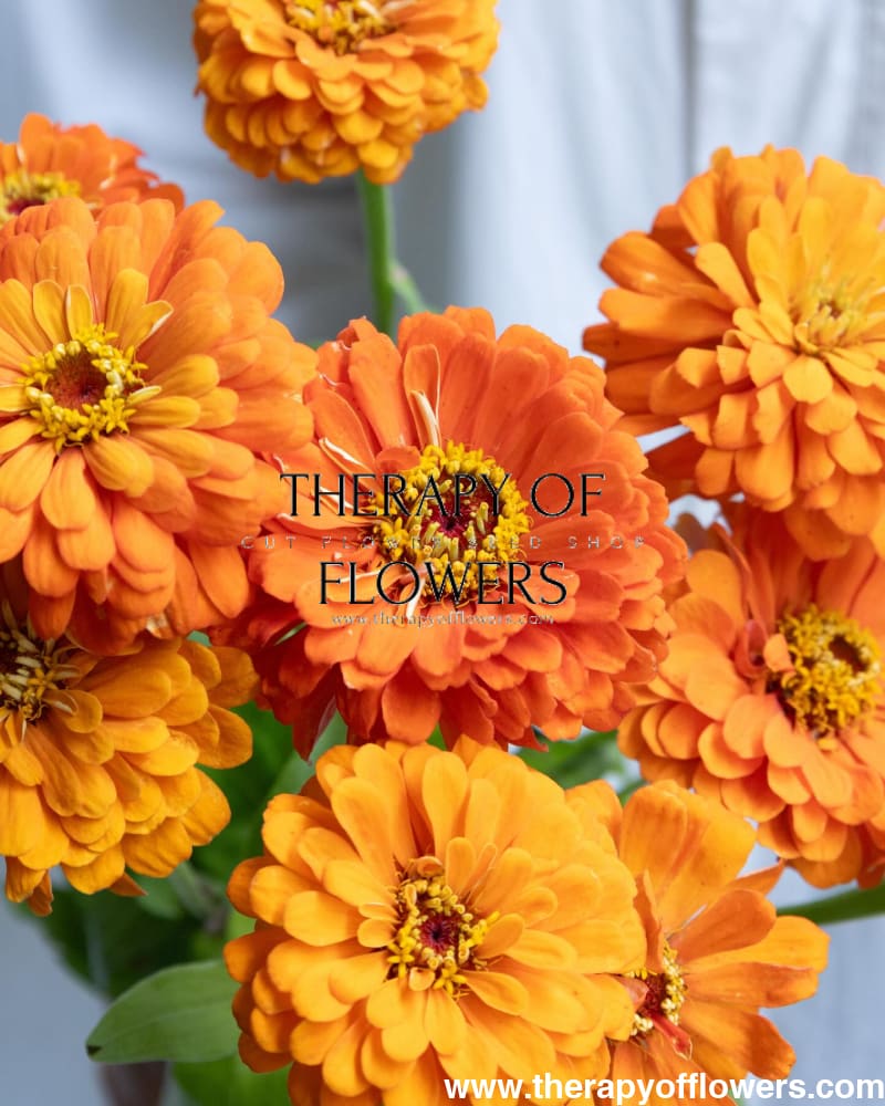 Zinnia elegans Benary's Giant Orange therapyofflowers.com