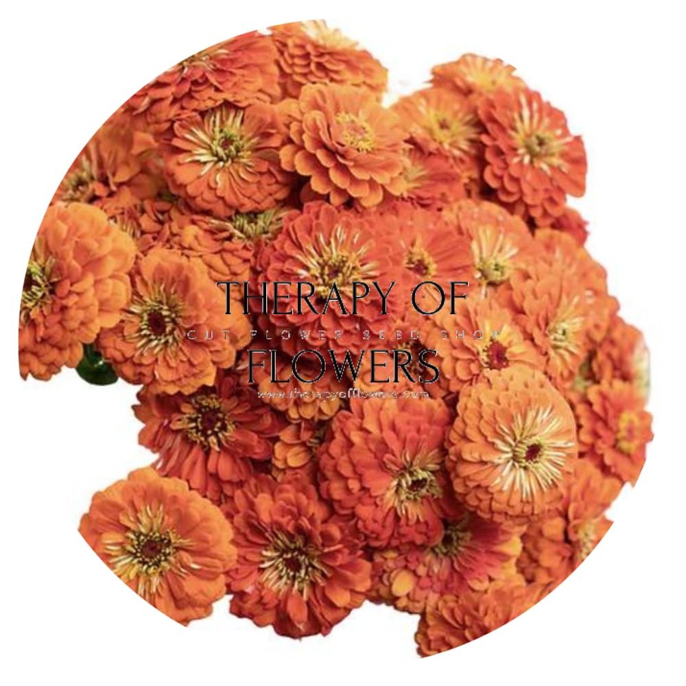 Zinnia elegans Benary's Giant Orange therapyofflowers.com