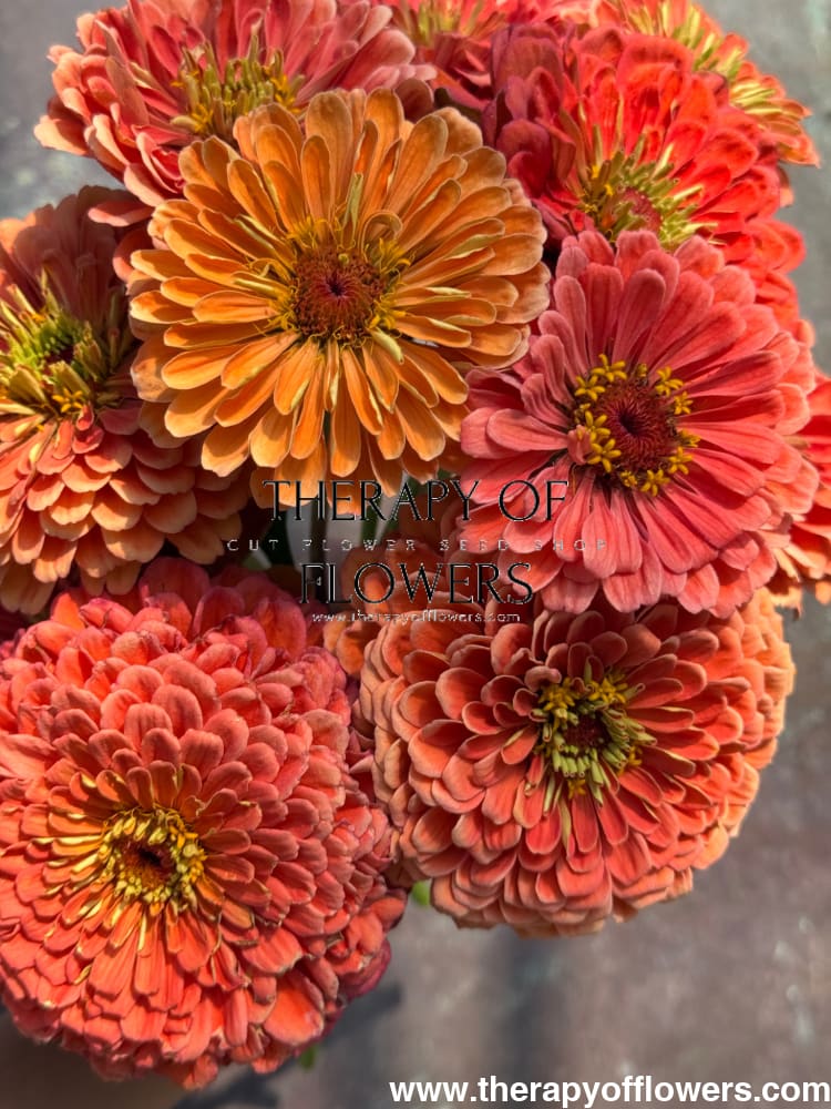 Zinnia elegans Benary’s Giant Salmon Rose 20 seeds / Salmon Rose seeds