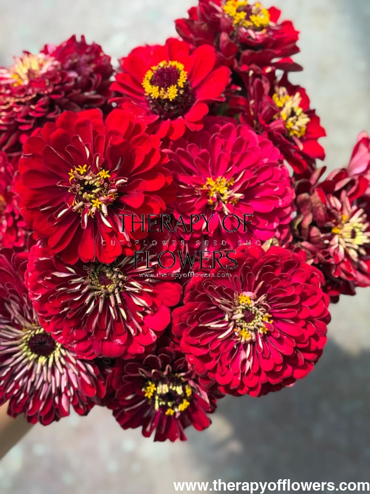Zinnia elegans Benary’s Giant Scarlet 20 seeds / Scarlet seeds