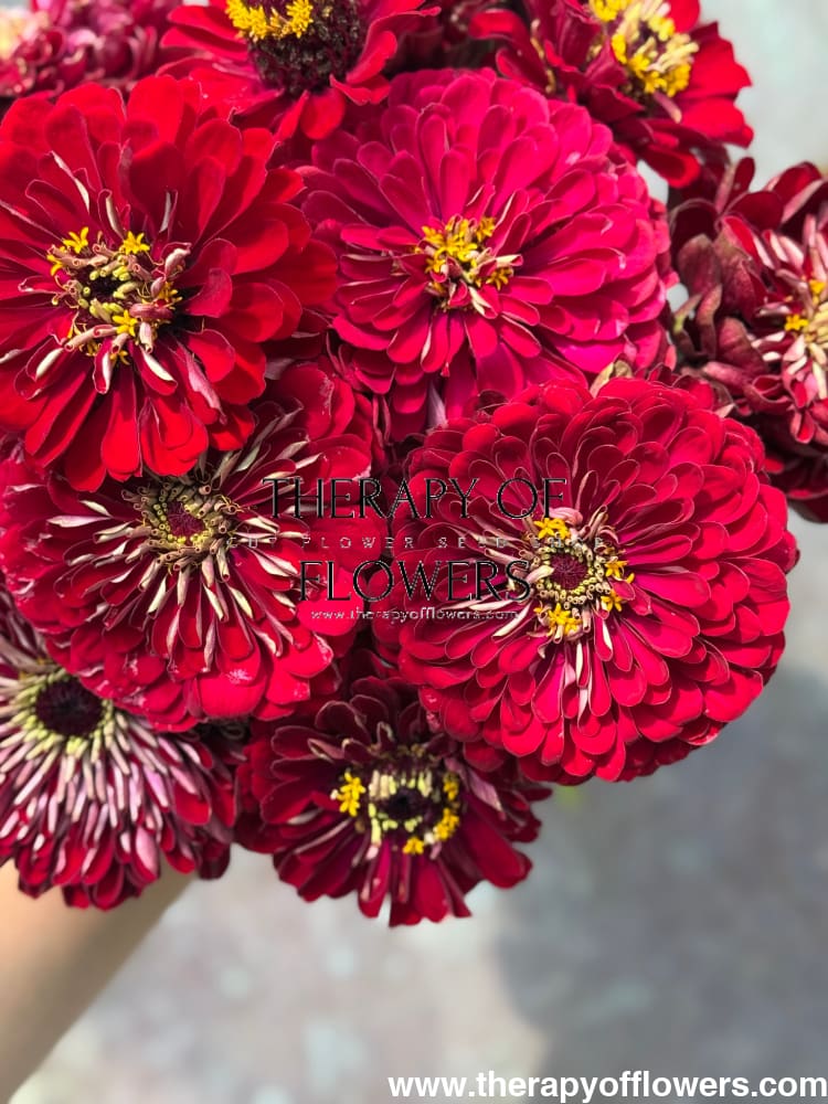 Zinnia elegans Benary's Giant Scarlet therapyofflowers.com