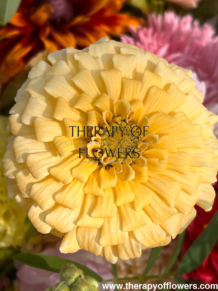 Zinnia elegans Isabellina Creamy Yellow therapyofflowers.com