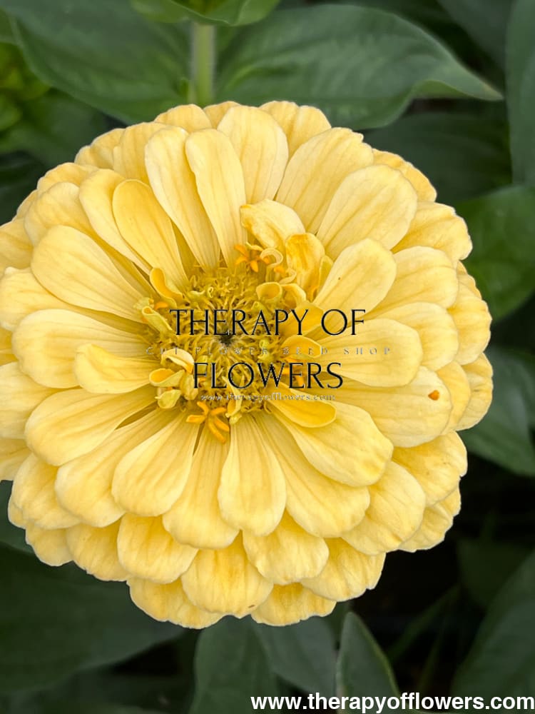 Zinnia elegans Isabellina Creamy Yellow therapyofflowers.com
