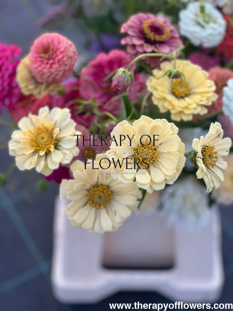 Zinnia elegans Isabellina Creamy Yellow therapyofflowers.com