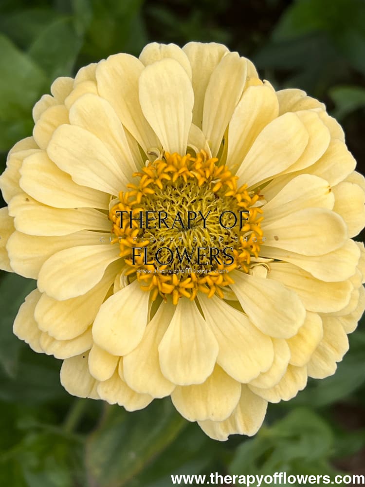 Zinnia elegans Isabellina Creamy Yellow therapyofflowers.com