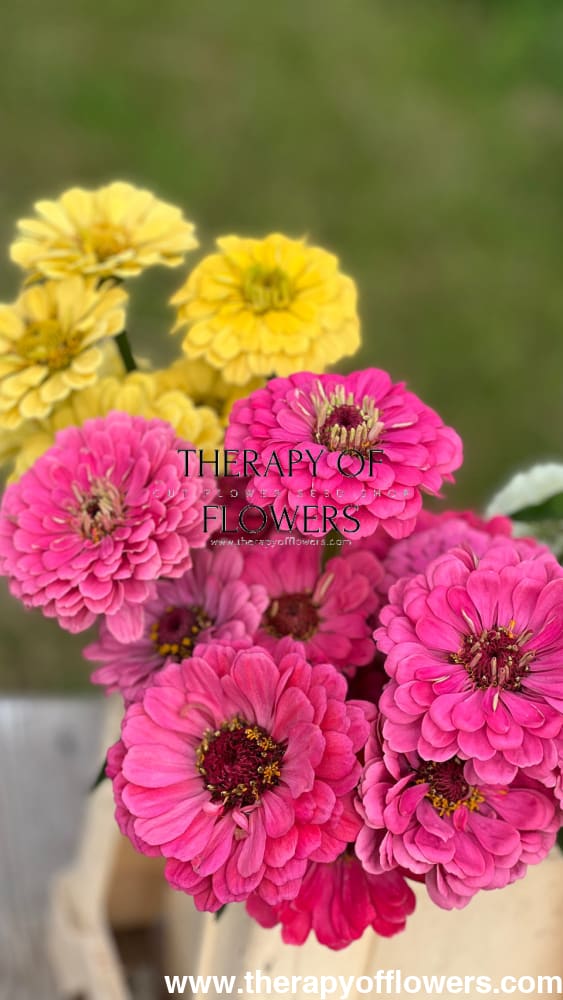 Zinnia elegans Isabellina Creamy Yellow therapyofflowers.com