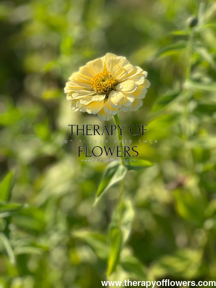 Zinnia elegans Isabellina Creamy Yellow therapyofflowers.com