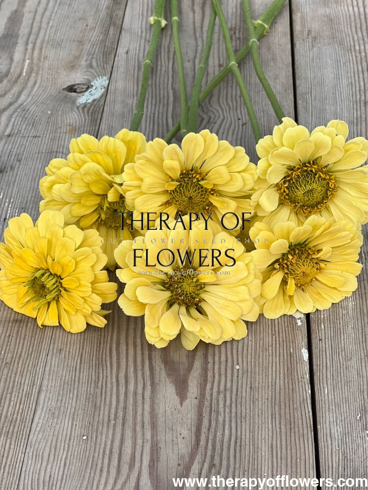 Zinnia elegans Isabellina Creamy Yellow therapyofflowers.com