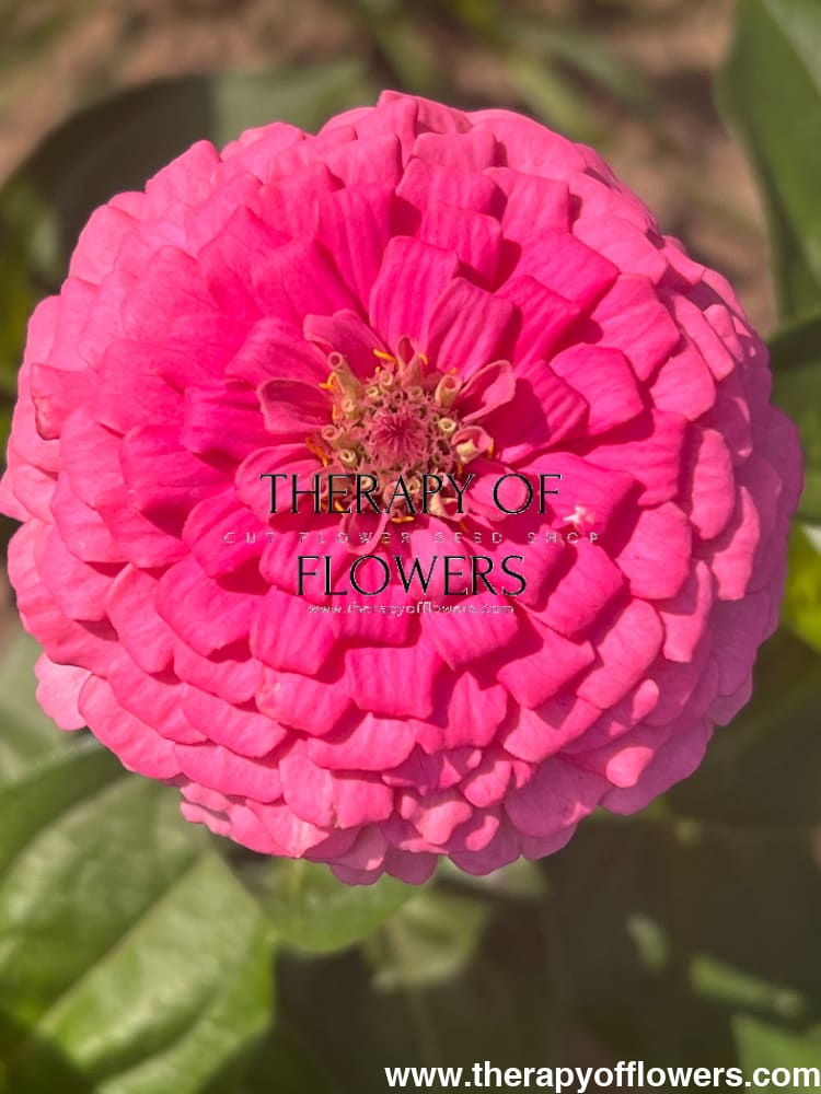 Zinnia elegans OKLAHOMA pink therapyofflowers.com