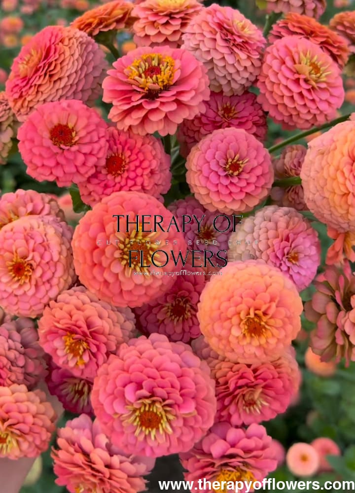 Zinnia elegans OKLAHOMA Salmon - 20 seeds / Salmon - Seeds