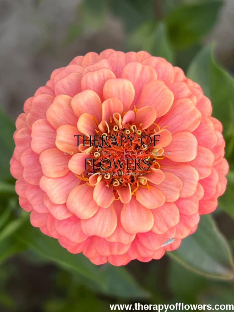 Zinnia elegans OKLAHOMA salmon therapyofflowers.com