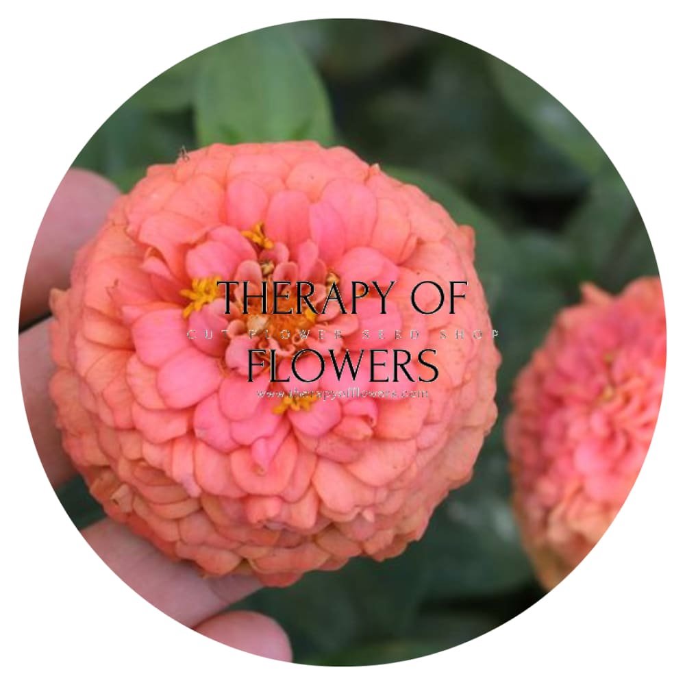 Zinnia elegans OKLAHOMA salmon