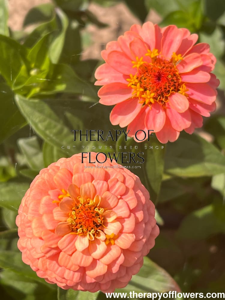 Zinnia elegans OKLAHOMA salmon therapyofflowers.com