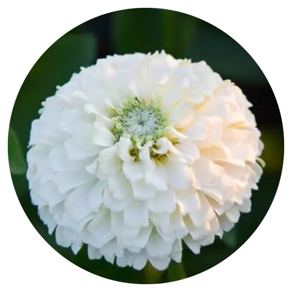Zinnia elegans OKLAHOMA white