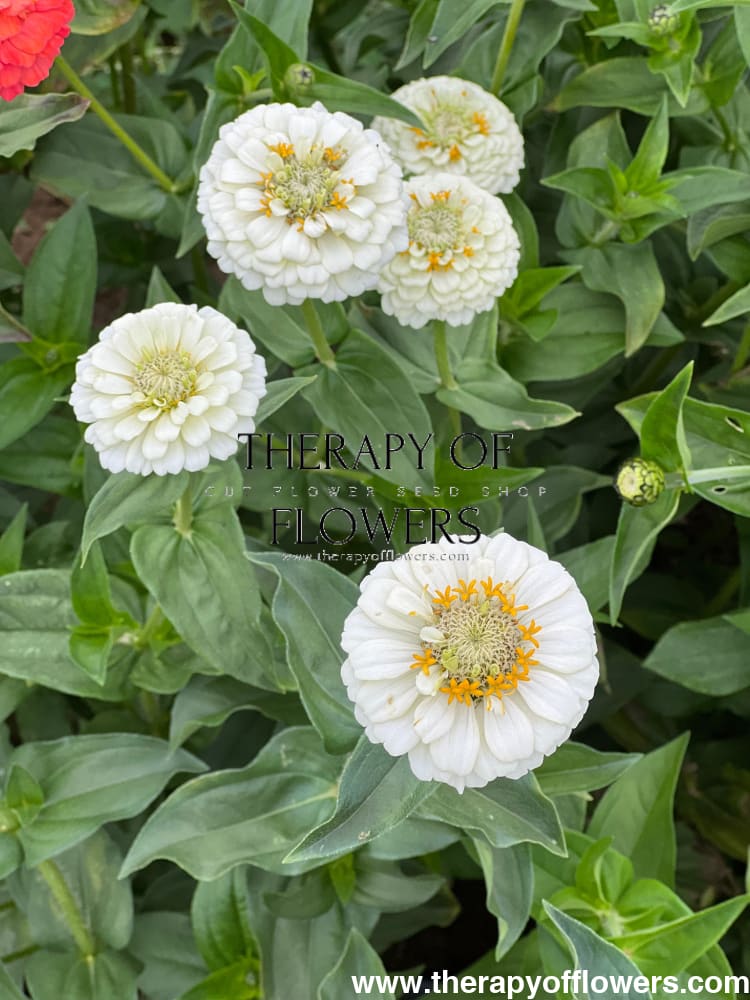 Zinnia elegans OKLAHOMA white therapyofflowers.com