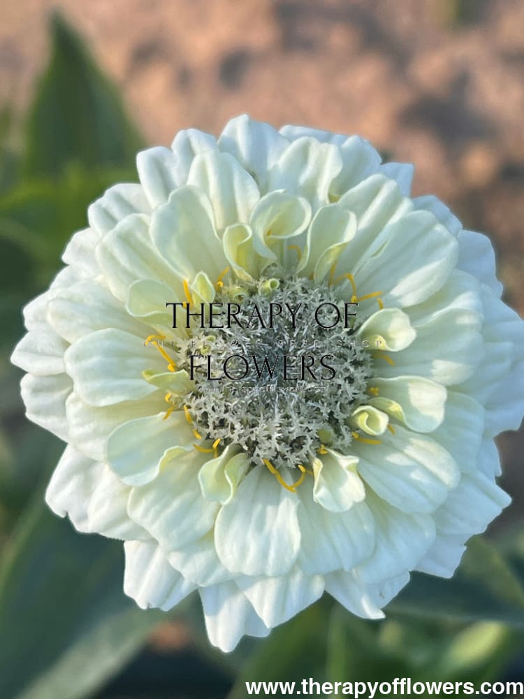 Zinnia elegans OKLAHOMA white therapyofflowers.com