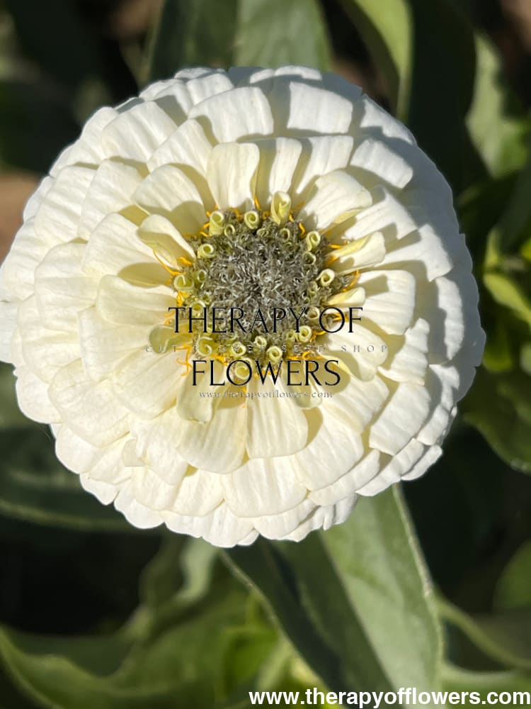 Zinnia elegans OKLAHOMA white therapyofflowers.com