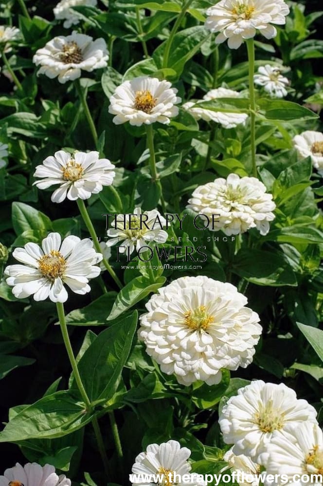 Zinnia elegans Polar Bear therapyofflowers.com