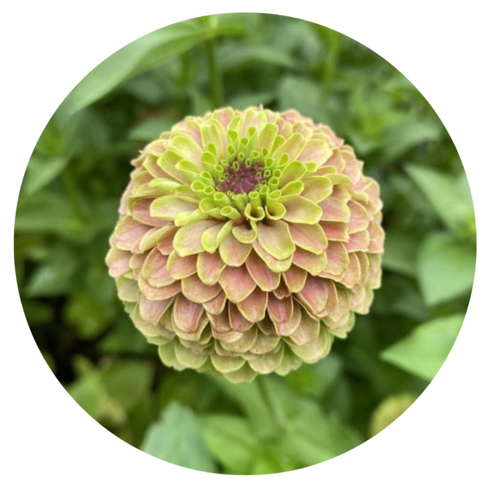 Zinnia elegans Queen Lime with Blotch therapyofflowers.com