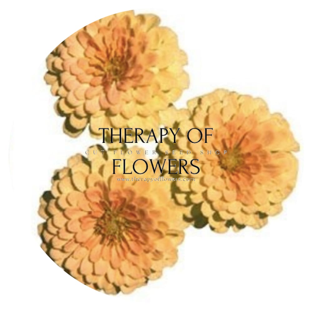 Zinnia elegans Rosetta Lemon to Salmon | Short, Excellent for pots therapyofflowers.com