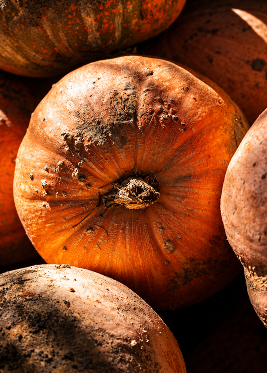 How to harvest and store pumpkins for longer