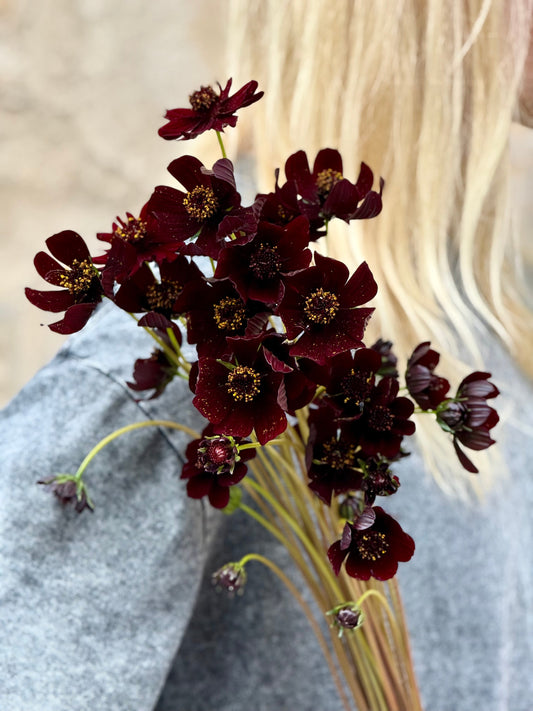 Chocolate Cosmos – The Luxury Flower That Smells Like Dark Chocolate