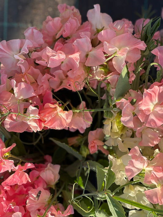 The Sweet Pea Series That Changed Spring Cut Flower Growing | Lathyrus odoratus Spring Sunshine