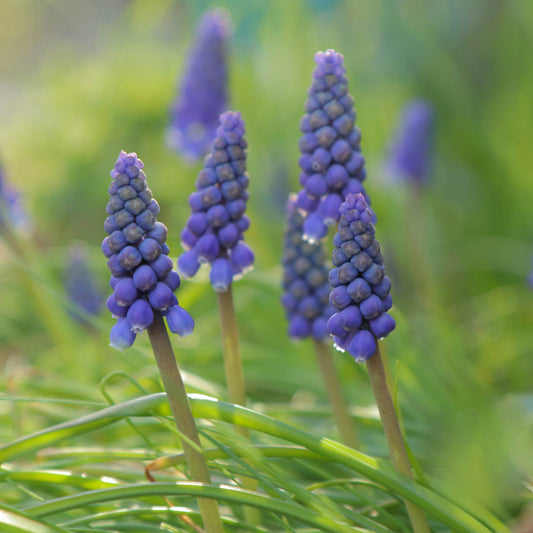 Muscari – The Charming Spring Bulb We Return to Every Year