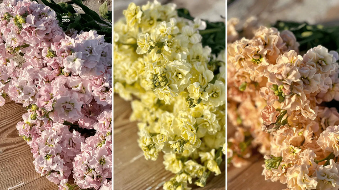 Annual Cut Flowers: Does the Variety Matter? - therapyofflowers.com