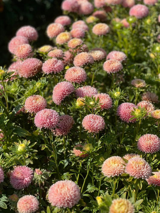 How to Grow China Asters (Callistephus chinensis) for Cut Flowers
