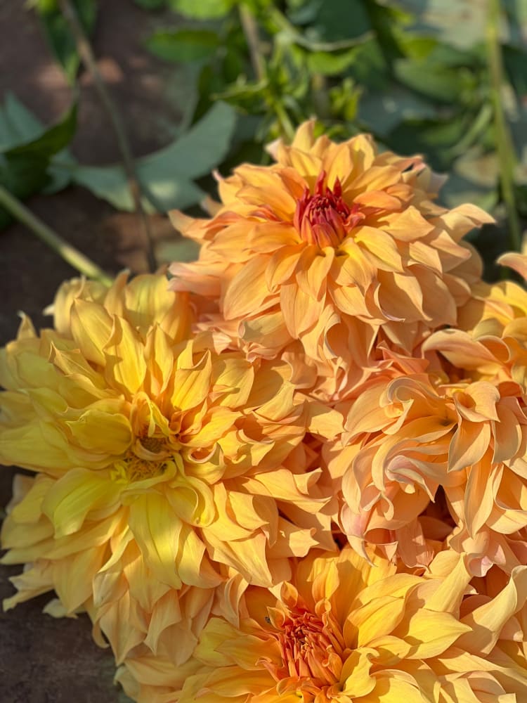 When Is the Right Time to Dig Dahlias? Beyond the 120-Day Rule