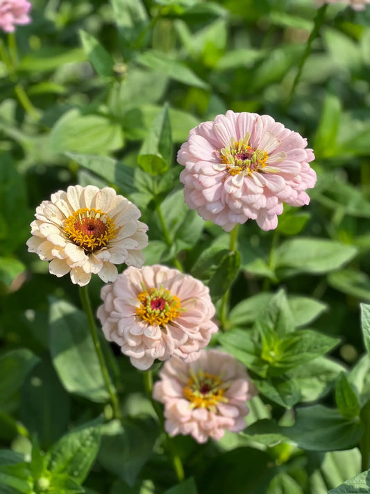 Growing Zinnias from seed - therapyofflowers.com