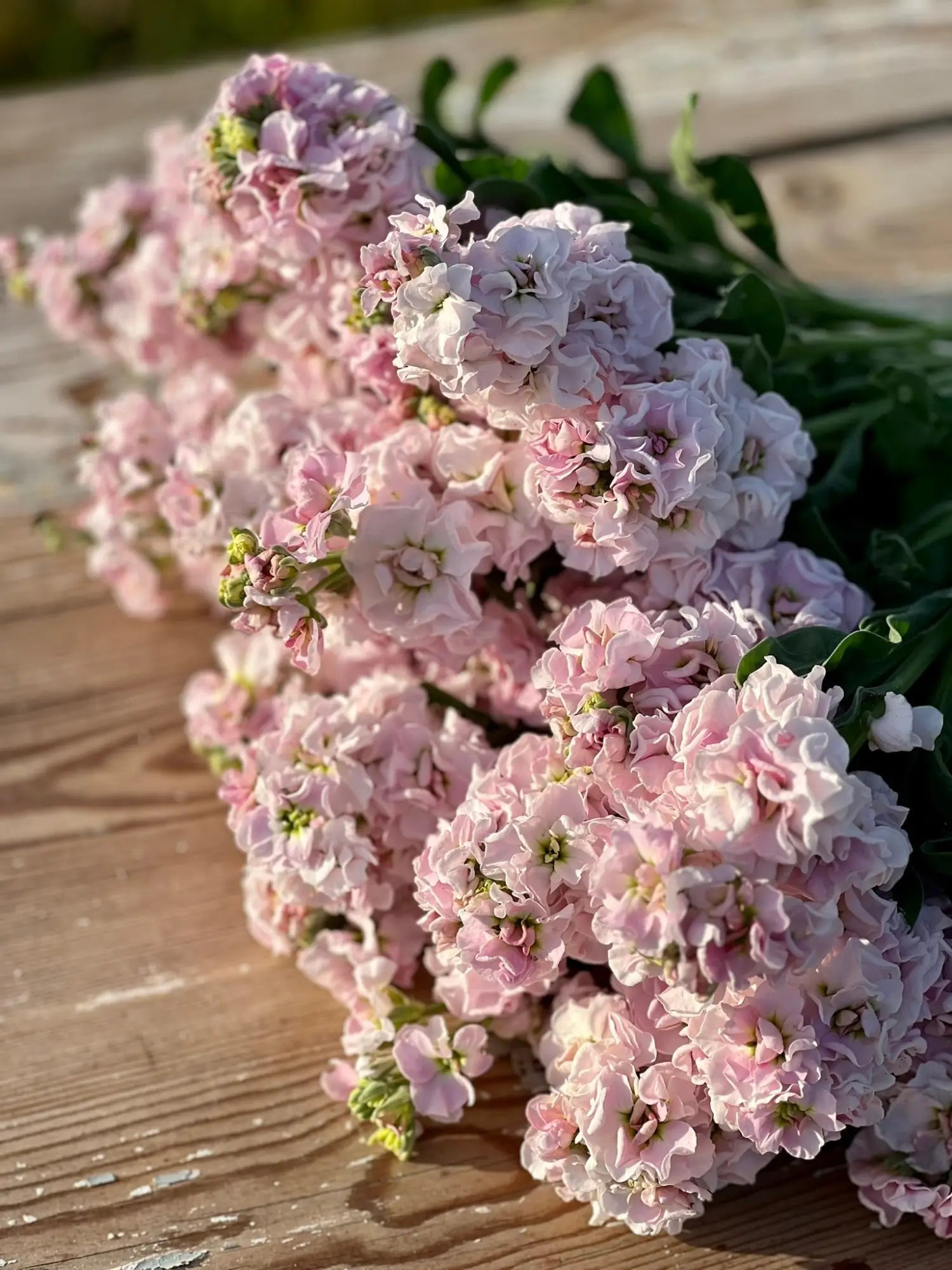 How to Grow Stock (Matthiola incana) - A Guide – therapyofflowers.com