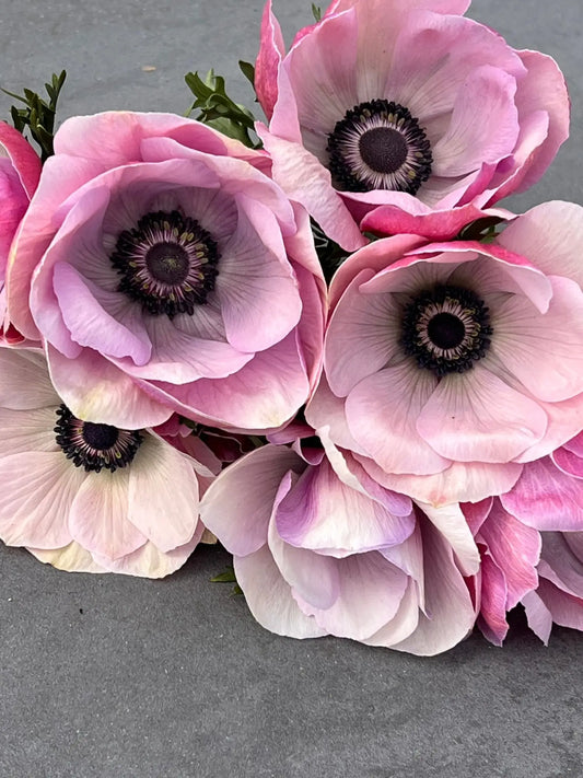 Italian Anemones: The Story and Beauty of Anemone coronaria - therapyofflowers.com