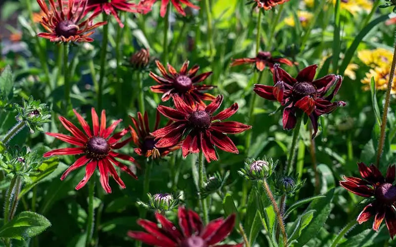 Method of Sowing: Choosing the Right Approach for Different Seeds - therapyofflowers.com